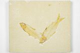 Two Detailed Fossil Fish (Knightia) - Wyoming - #201595-1